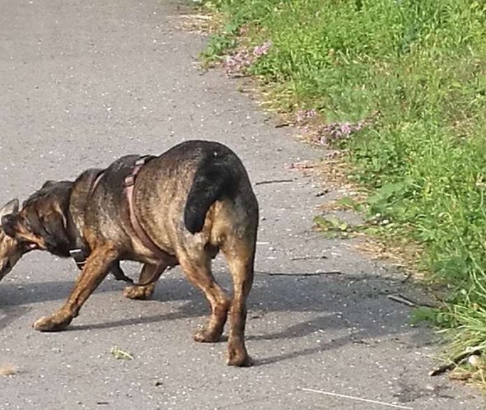 Mischlingshund, vermutlich Rottweiler (Foto: Polizei)