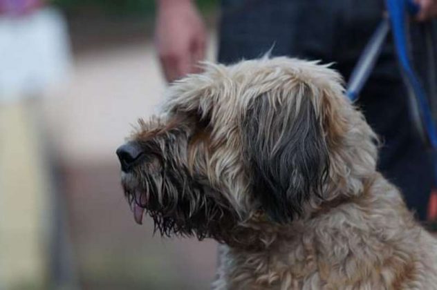 Wiesloch Autofahrer überfährt Hund und haut ab Metropolnews.info