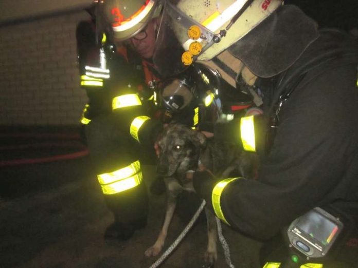 Der gerettete Hund (Foto: Feuerwehr Frankfurt am Main)