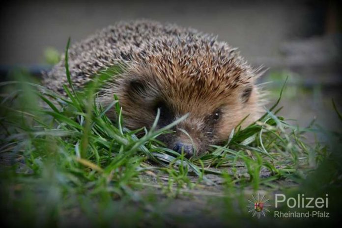 Ein Einbrecher wurde vermutet, doch es war kein böser Junge, sondern ein niedlicher Igel (Foto: Polizeipräsidium Rheinpfalz)