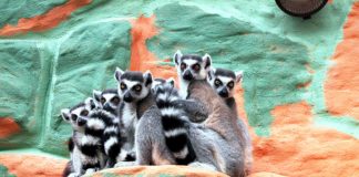 Lemuren Zoo KL