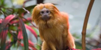 Goldgelbes Löwenäffchen im Zoo Heidelberg (Foto: Heidrun Knigge/Zoo Heidelberg)