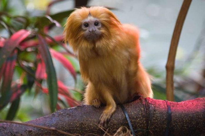 Goldgelbes Löwenäffchen im Zoo Heidelberg (Foto: Heidrun Knigge/Zoo Heidelberg)