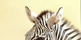 Zebra im Zoo Karlsruhe (Foto: Stadt Karlsruhe)