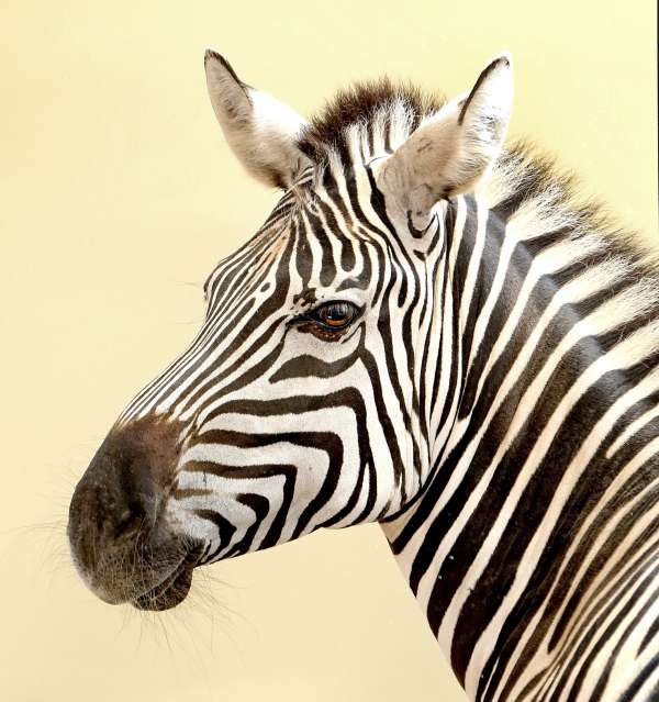 Zebra im Zoo Karlsruhe (Foto: Stadt Karlsruhe)