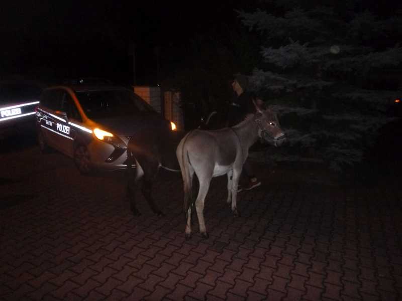 Ausweglose Lage: Polizei setzt zwei Esel fest