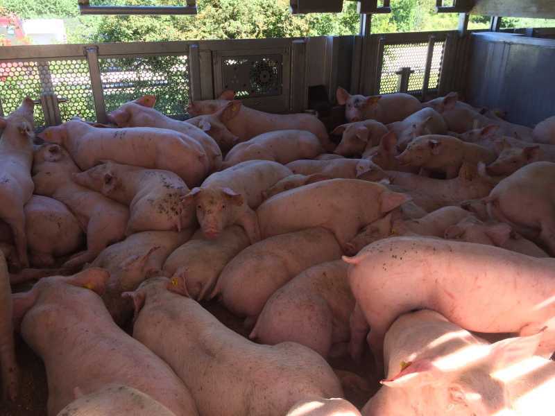 1200 Ferkel haben kaum Platz und kämpften mit Temperaturen um die 32 Grad. Dieser ungarische LKW wurde von der Polizei gestoppt.