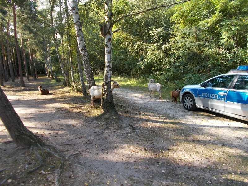 Nach längeren Ermittlungen wurde das Heimatgehege in Erfahrung gebracht. So konnten die Ziegen wieder Ihren Rückweg antreten.