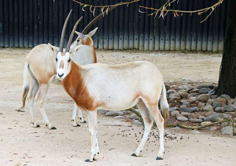 Die neuen Säbelantilopen (Foto: Zoologischer Stadtgarten Karlsruhe)