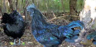 Cemani-Hühner im Zoo Heidelberg (Foto: Zoo Heidelberg)