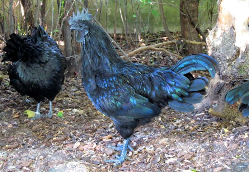 Cemani-Hühner im Zoo Heidelberg (Foto: Zoo Heidelberg)