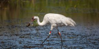 Schreikranich (Grus americana) (Foto: Ted Thousand)