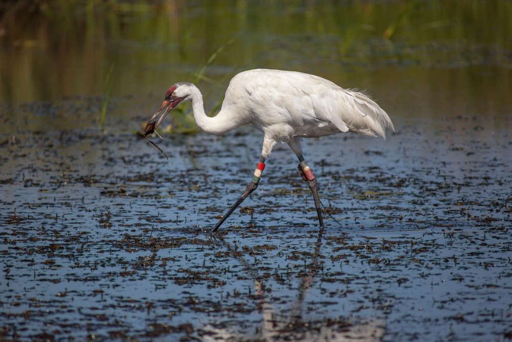 Schreikranich (Grus americana) (Foto: Ted Thousand)