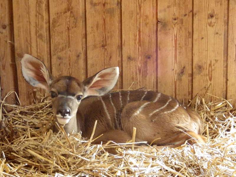 Der junge Kubus (Foto: Zoo Heidelberg)