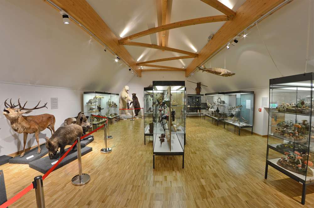 Sonderausstellungsraum im Pfalzmuseum – ab Dienstag, den 27.09.2016 wieder zugänglich. (Foto: Pfalzmuseum für Naturkunde)