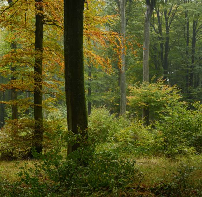 Herbstwald (Foto: Landesforsten.RLP.de / Hansen/Lamour)