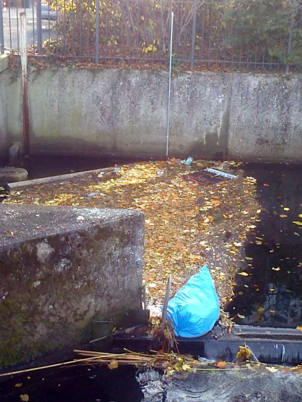 Im Wasser treibender Müll Im Wasser treibender Müll (Foto: Stadtverwaltung Neustadt)