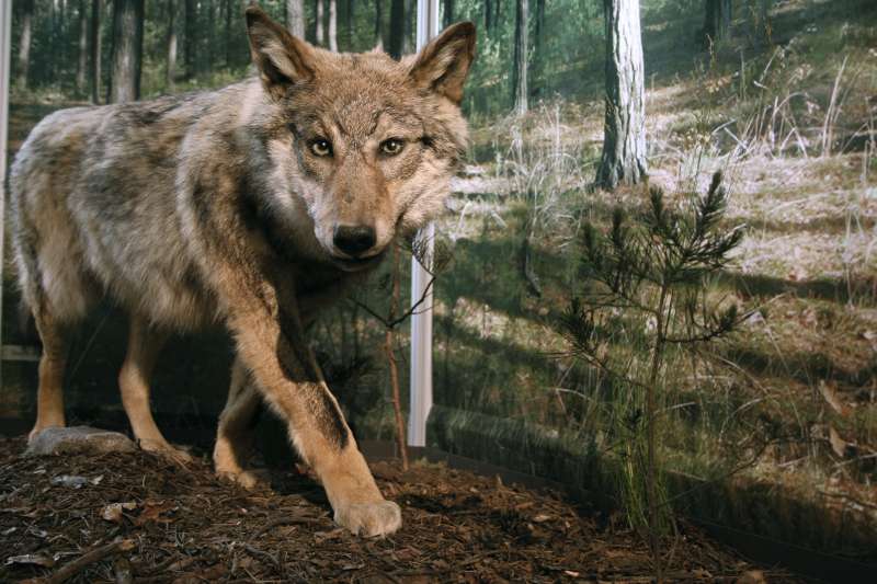 Ein Exponat der Wölfe-Sonderausstellung (Foto: Senckenberg Museum für Naturkunde Görlitz)