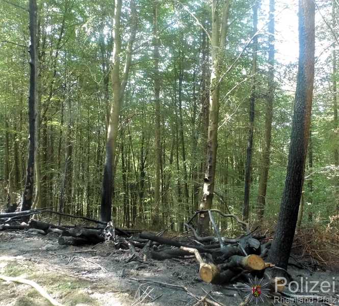 Überreste des Brandes. Verkohlte Bäume und Asche