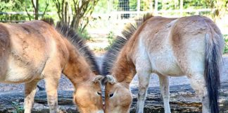 Pferde im Tierpark Oberwald (Foto: Stadt Karlsruhe)