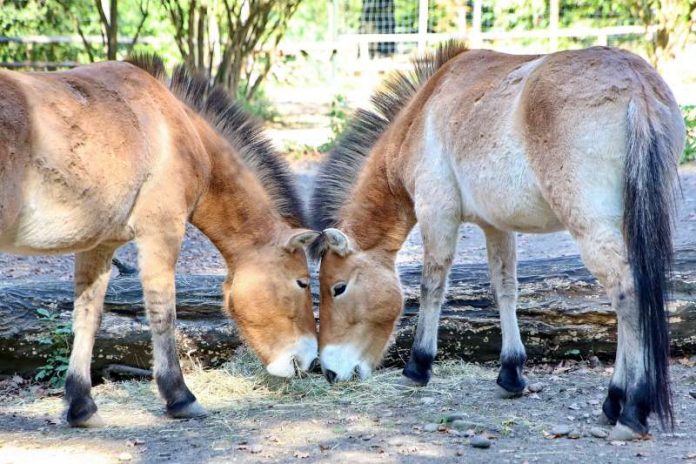 Pferde im Tierpark Oberwald (Foto: Stadt Karlsruhe)