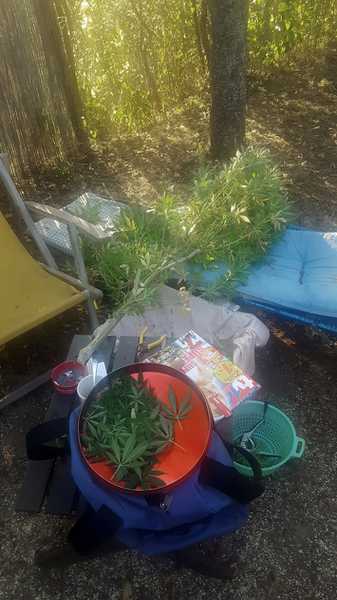 Das Ende einer Plantage Das Ende einer Plantage