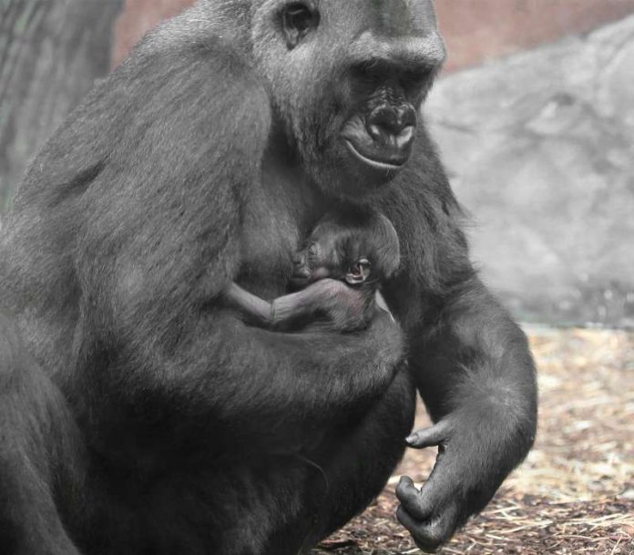 Shiras Baby Shiras Baby (Foto: Matthias Besant)