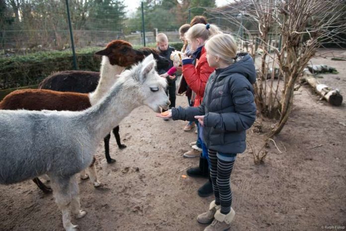 Durch die Arbeit bei den Tieren lernen die Kinder und Jugendlichen Spannendes über Tiere und Natur – und zwar ganz intensiv Durch die Arbeit bei den Tieren lernen die Kinder und Jugendlichen Spannendes über Tiere und Natur – und zwar ganz intensiv (Foto: Ralph Fülop)