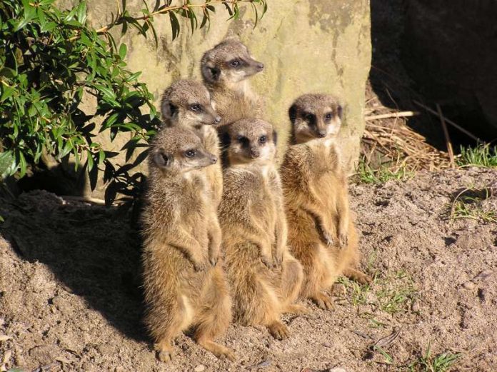 Erdmännchengruppe (Foto: Zoo Landau)