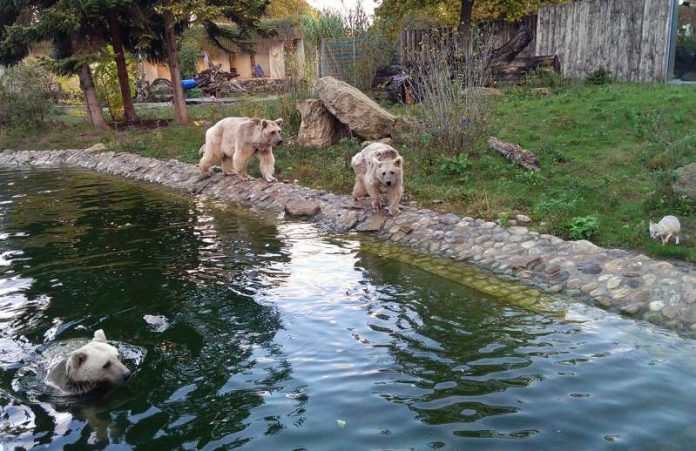 Uschi(Wasser), Benni und Gudrun (rechts). (Foto: Zoo Heidelberg)