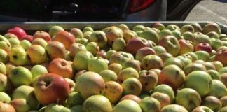 Streuobstwiesenbesitzer pressten rund 4.500 Liter Apfelsaft (Foto: Naturschutzgroßprojekt Büchelberg)