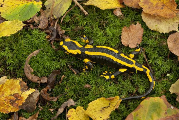 feuersalamander