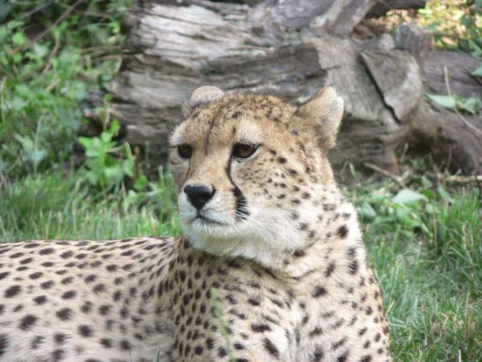 Sudan-Gepard Sudan-Gepard (Foto: Zooschule Landau)