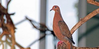 Socorrotaube im Exotenhaus (Foto: Zoo Karlsruhe)