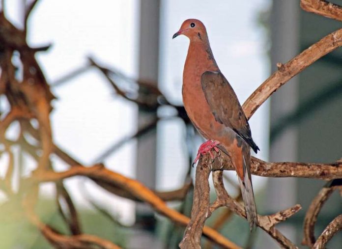 Socorrotaube im Exotenhaus (Foto: Zoo Karlsruhe)