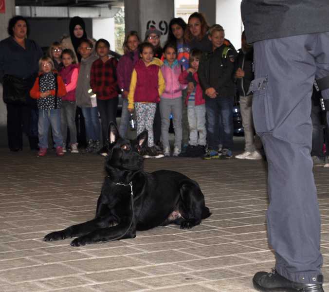 Der Star des Tages: Polizeidiensthund Axel zeigte den 38 Kindern des Nardinihauses Pirmasens am Montagvormittag im Polizeipräsidium Westpfalz was ein Polizeihund so drauf hat.