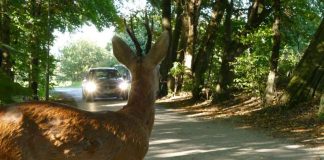 Vorsicht Wild! Bei Sichtkontakt abbremsen und Fernlicht ausschalten. Scheinwerferlicht irritiert die Tiere (Foto: ADAC)