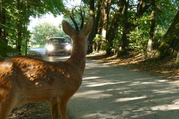 Vorsicht Wild! Bei Sichtkontakt abbremsen und Fernlicht ausschalten. Scheinwerferlicht irritiert die Tiere (Foto: ADAC)