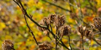 Prasseln jetzt zu Millionen auf den Waldboden: Die Bucheckern werden in den kommenden Jahren keimen oder dienen den Waldtieren als Energiesnack. (Foto: M. Stadtfeld)