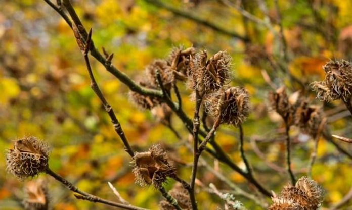 Prasseln jetzt zu Millionen auf den Waldboden: Die Bucheckern werden in den kommenden Jahren keimen oder dienen den Waldtieren als Energiesnack. (Foto: M. Stadtfeld) Prasseln jetzt zu Millionen auf den Waldboden: Die Bucheckern werden in den kommenden Jahren keimen oder dienen den Waldtieren als Energiesnack. (Foto: M. Stadtfeld)