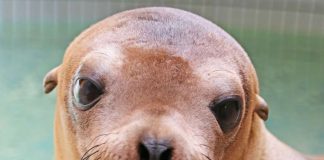 Seelöwin Donna (Foto: Zoo Landau)