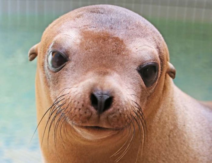 Seelöwin Donna (Foto: Zoo Landau)