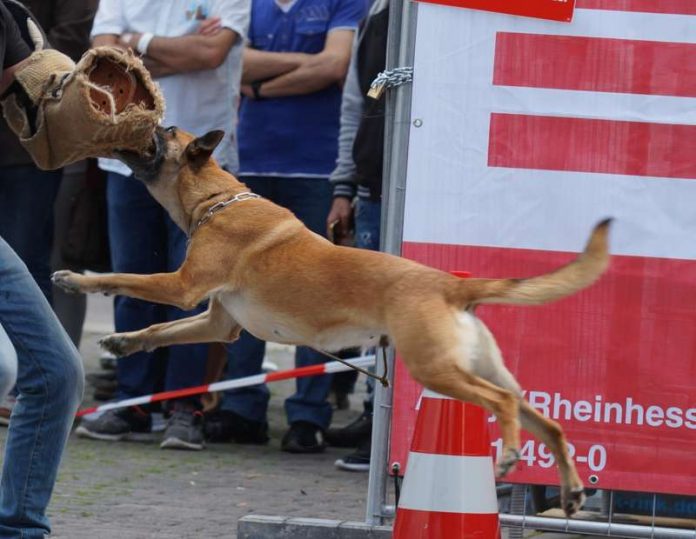 Diensthund der Polizei bei einer Präsentation.