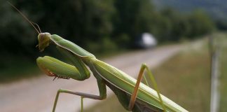 Insekt des Jahres 2017: Die Gottesanbeterin Mantis religiosa. (Foto: Senckenberg/Schmitt)