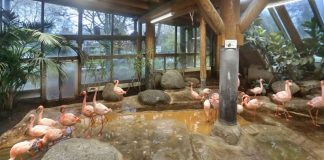 Vorsorgemaßnahmen im Zoo Karlsruhe - die Zwergflamingos können wie immer im Inneren des Dickhäuterhauses beobachtet werden. (Foto: Stadt Karlsruhe)