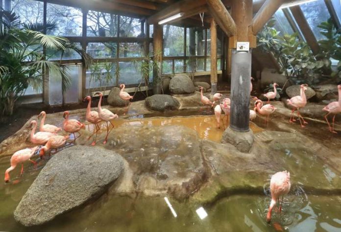 Vorsorgemaßnahmen im Zoo Karlsruhe - die Zwergflamingos können wie immer im Inneren des Dickhäuterhauses beobachtet werden. (Foto: Stadt Karlsruhe) Vorsorgemaßnahmen im Zoo Karlsruhe - die Zwergflamingos können wie immer im Inneren des Dickhäuterhauses beobachtet werden. (Foto: Stadt Karlsruhe)