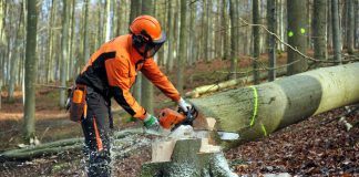 Wo nach der Holzernte mehr Licht auf den Boden fällt, können im nächsten Frühling tausende Bucheckern des Herbstes keimen. So entstehen strukturreiche Wälder. (Foto: Landesforsten Rheinland-Pfalz, Titzja Schmidt)