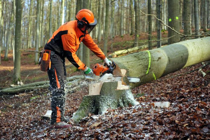 Wo nach der Holzernte mehr Licht auf den Boden fällt, können im nächsten Frühling tausende Bucheckern des Herbstes keimen. So entstehen strukturreiche Wälder. (Foto: Landesforsten Rheinland-Pfalz, Titzja Schmidt)