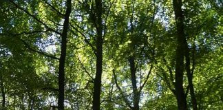 Wald sich selbst überlassen: Kernzonen im Pfälzerwald (Foto: BV Pfalz)