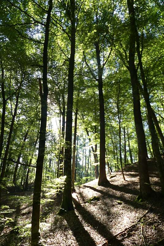 Wald sich selbst überlassen: Kernzonen im Pfälzerwald (Foto: BV Pfalz) Wald sich selbst überlassen: Kernzonen im Pfälzerwald (Foto: BV Pfalz)